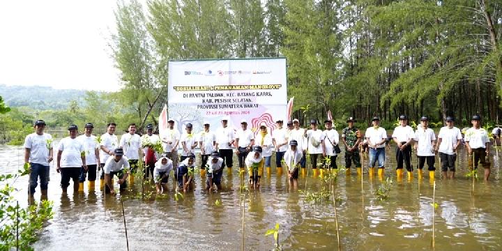 PTBA Menanam 500 Bibit Mangrove di Pantai Taluak