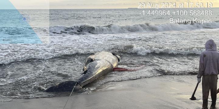 KKP Kembalikan Hiu Paus Terdampar Mati ke Laut