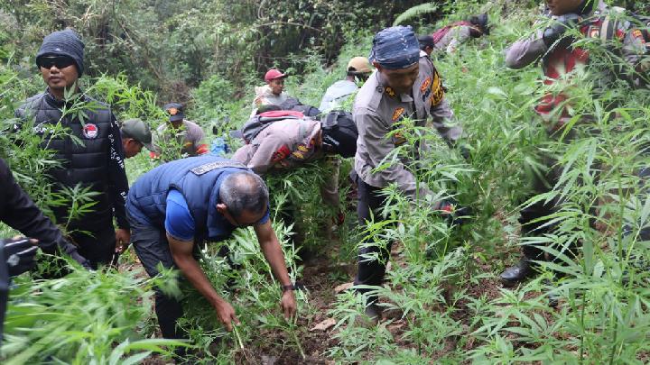 Keberadaan Ladang Ganja di Bromo dan Sederet Suara Warganet