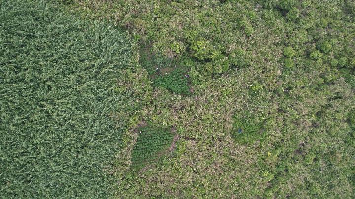 5 Fakta Kasus Ladang Ganja di Bromo, dari Dalang Masih Diburu hingga Tudingan Warganet