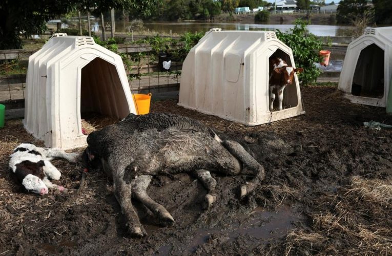 Malapetaka Hantam Tetangga RI: Ribuan Properti Rusak, Sapi-Sapi Mati