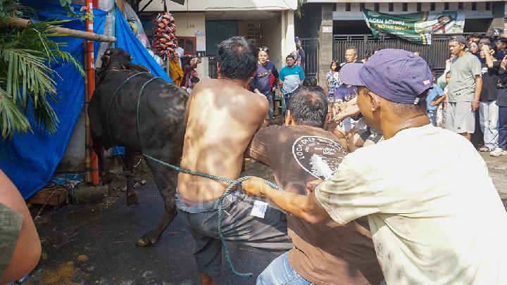 Jumlah Hewan Kurban di Bandung 13.321 Ekor, Prabowo Sumbang Sapi Limosin